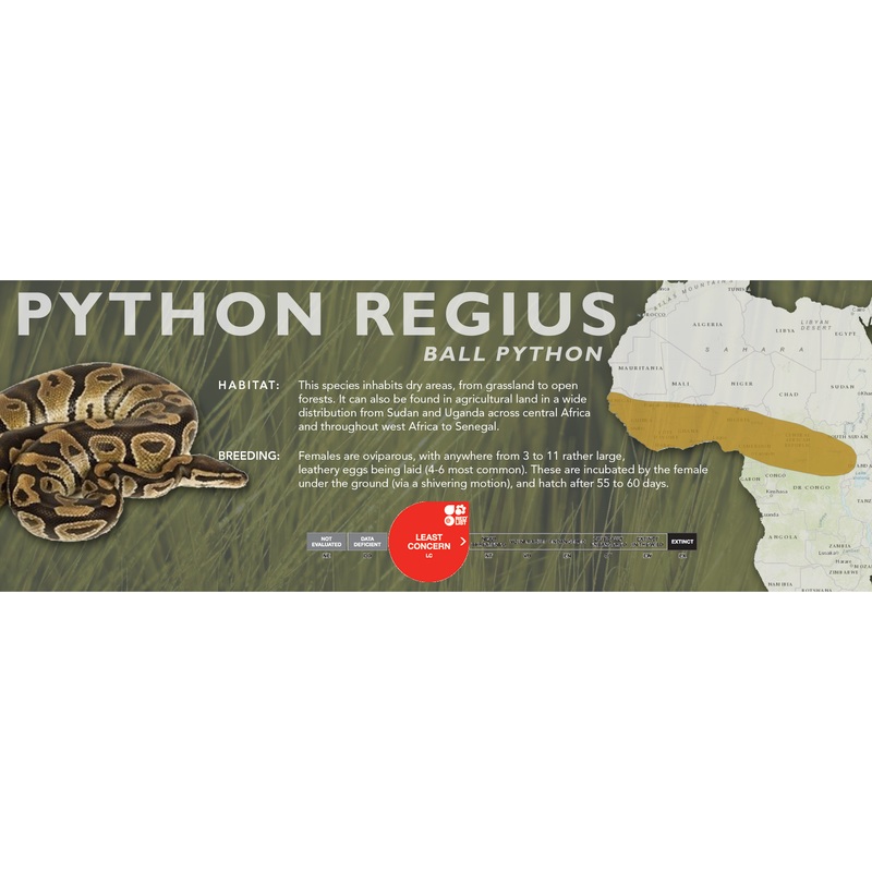 Ball Python (Python regius) Classic Vivarium Label Standard