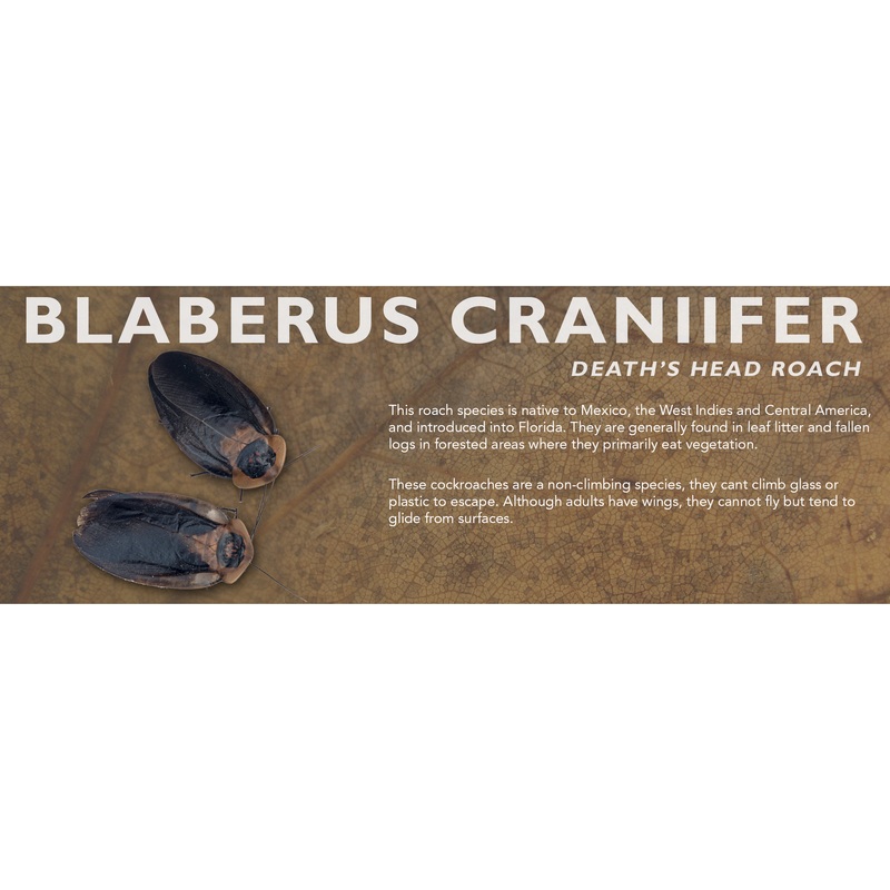 Blaberus craniifer (Death’s Head Roach) – Roach Label Standard Size 7″ x 2.5″