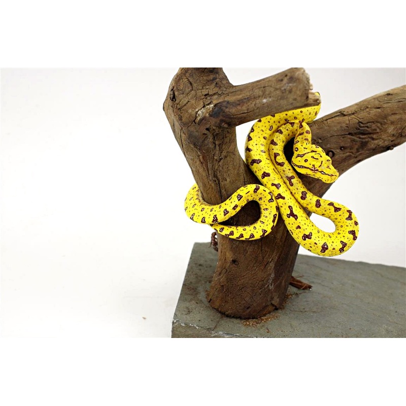 CB Green Tree Python – Aru