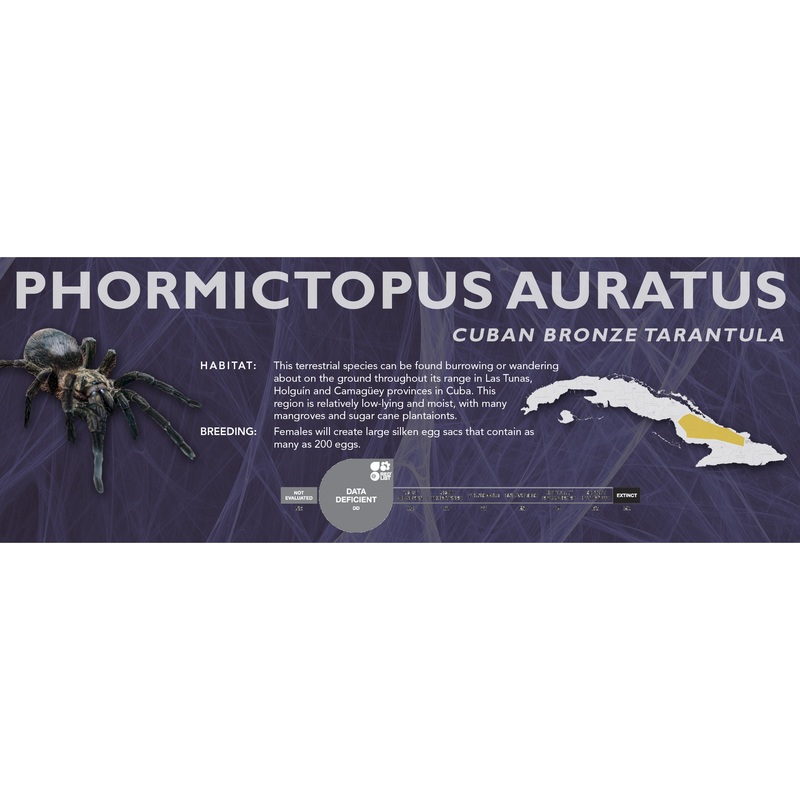 Cuban Bronze Tarantula (Phormictopus auratus) – Classic Vivarium Label