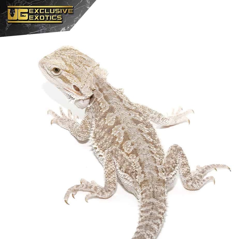 Eastern Bearded Dragon Hybrid For Sale