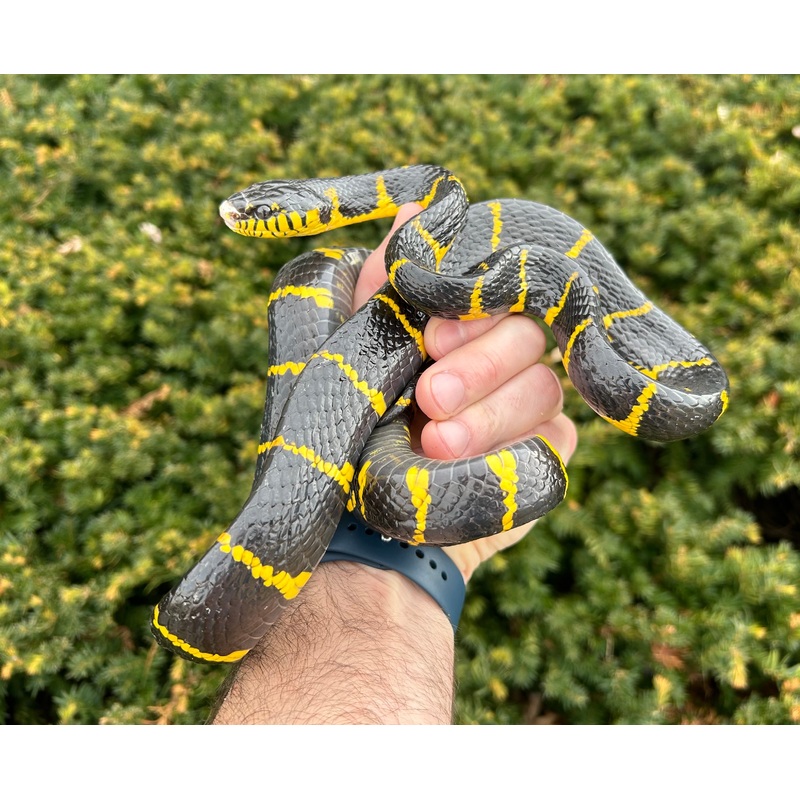 *Imperfect Adult Indonesian Mangrove Snake (Male)