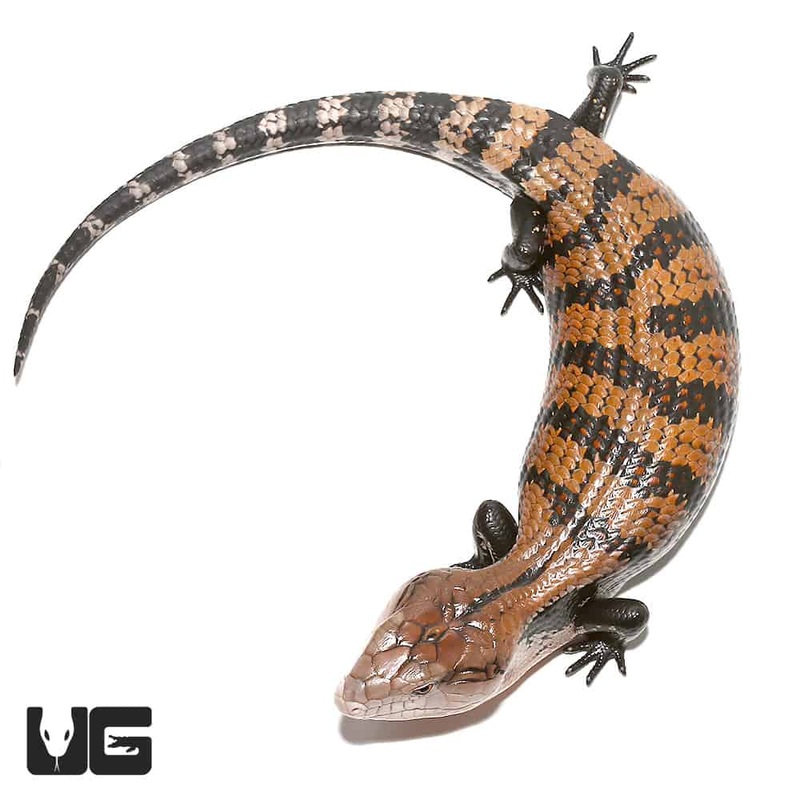 Juvenile Halmahera Blue Tongue Skink (Tiliqua gigas) For Sale