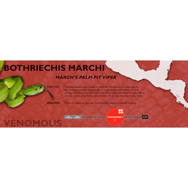 March’s Palm Pit Viper (Bothriechis marchi) Classic Vivarium Label Original