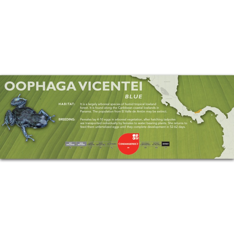 Oophaga vicentei – Classic Vivarium Label Red
