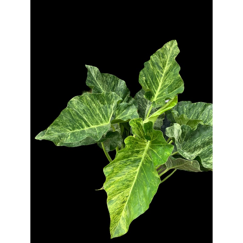 Philodendron giganteum variegatum 14″ pot