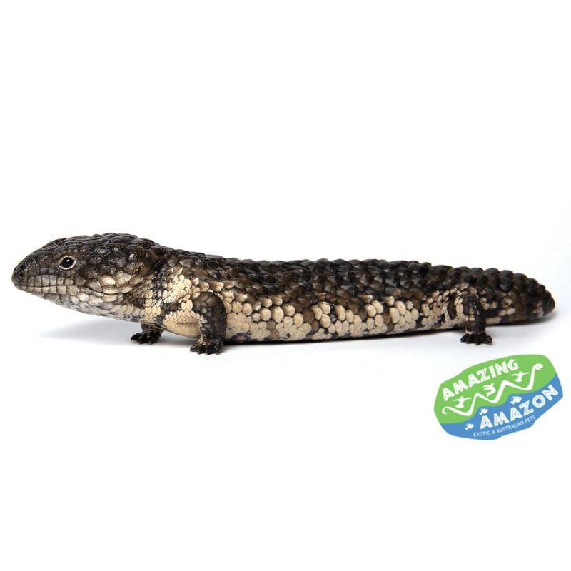 Shingleback Lizard
