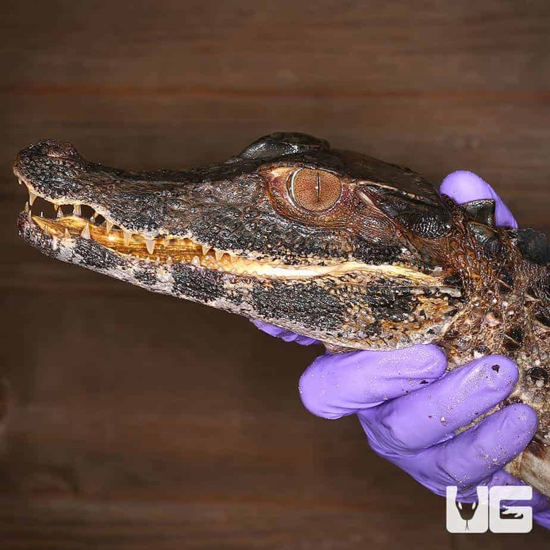 Smooth Front Caiman For Sale