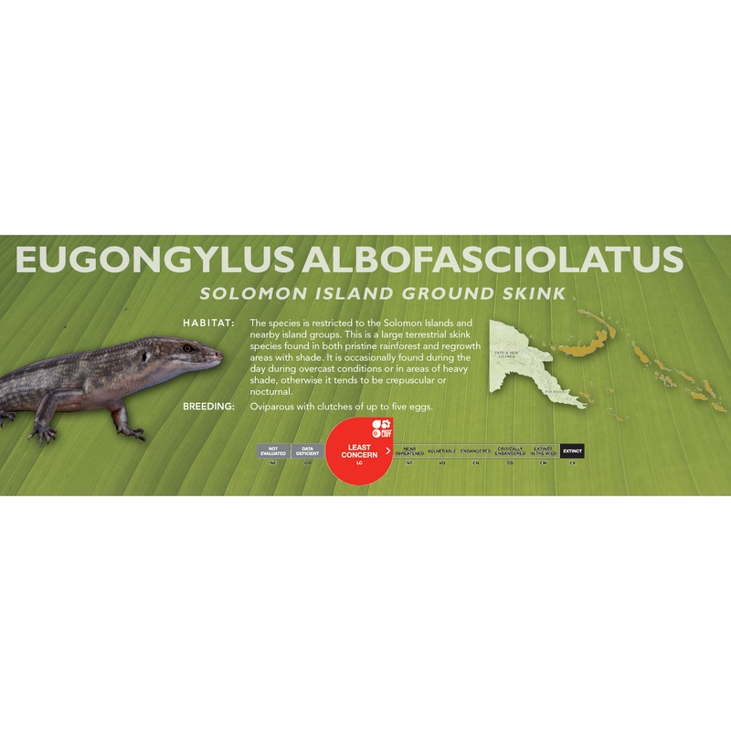 Solomon Island Ground Skink (Eugongylus albofasciolatus) Classic Vivarium Label