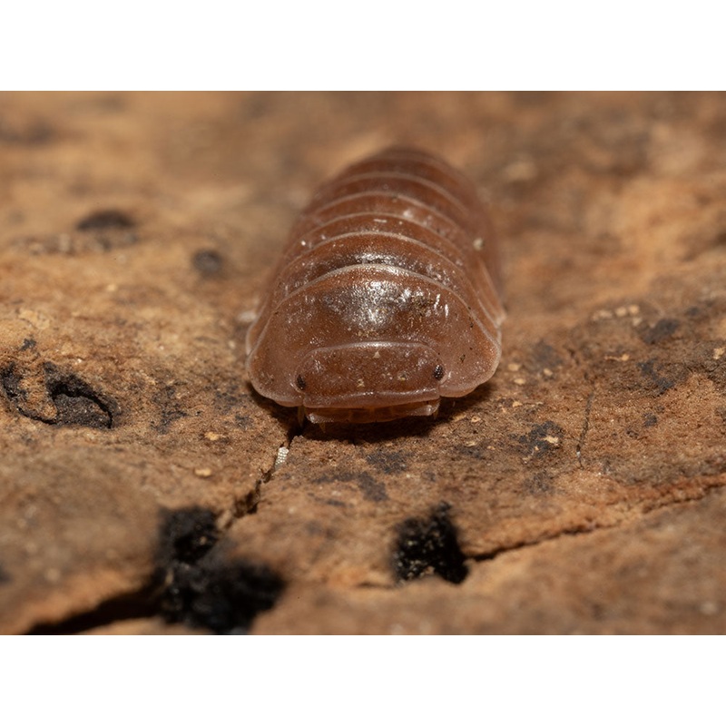 “Spanish Red” Isopods (Armadillo officinalis) 10ct