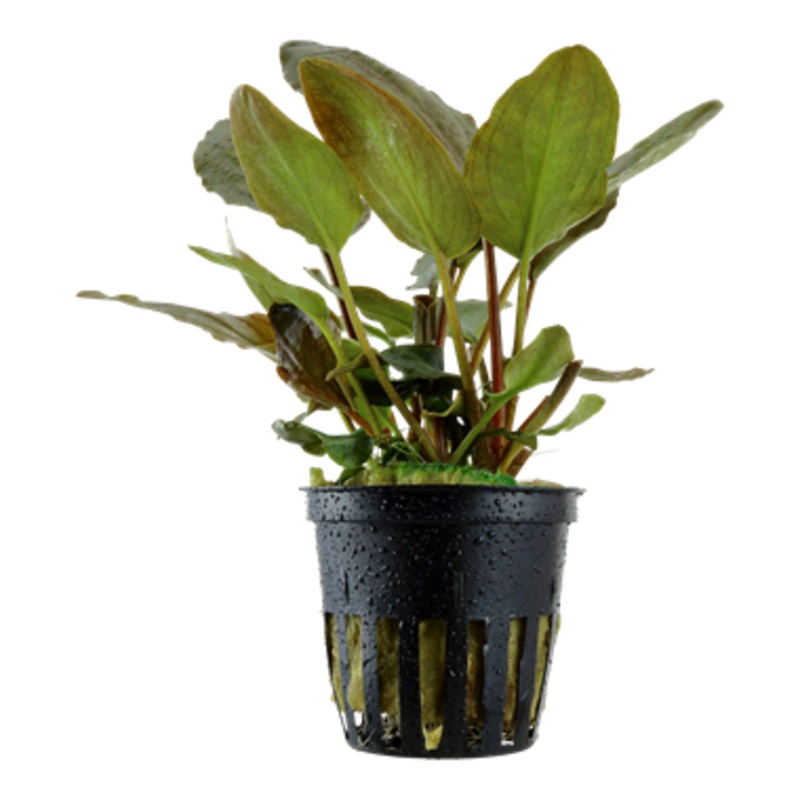 Tropica Lagenandra meeboldi Red