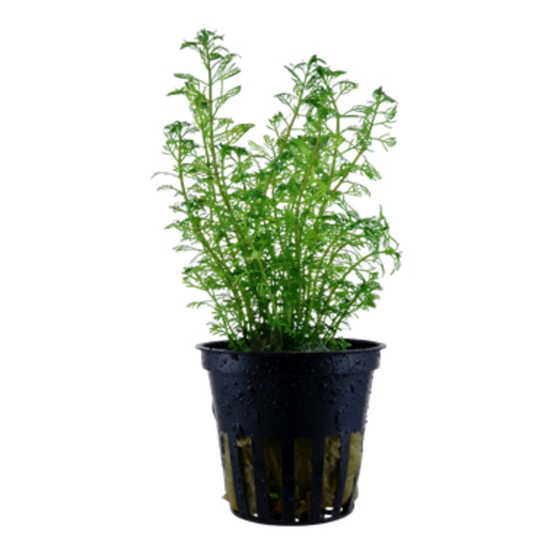 Tropica Myriophyllum mattogrossense