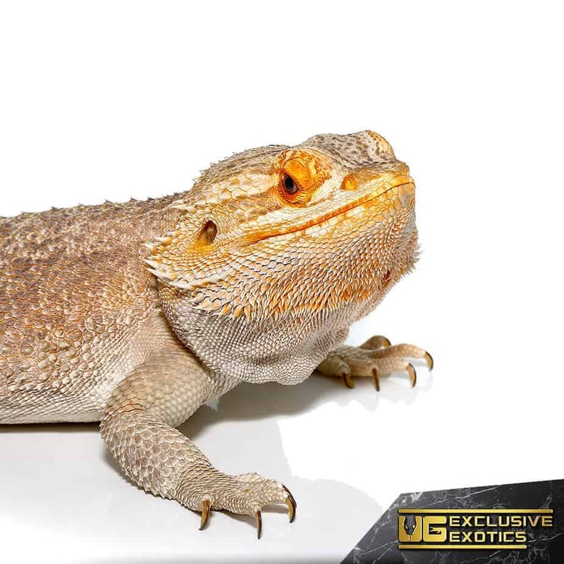 Adult Bearded Dragon (Pogona vitticeps) For Sale