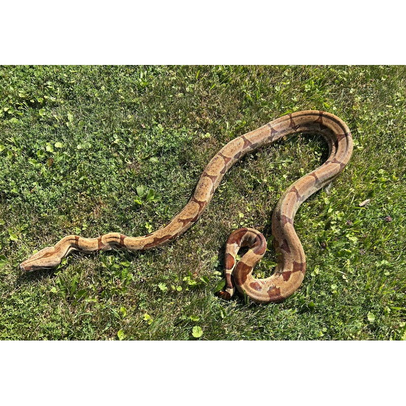 Adult Hypo Boa Constrictor (Female)