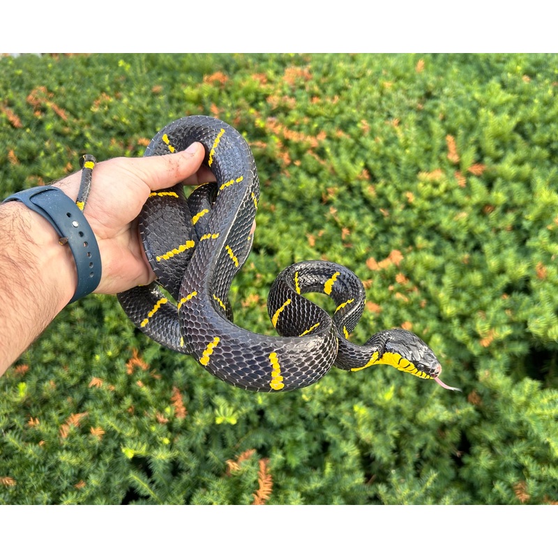 Adult Malaysian Mangrove Snake (Female 1)