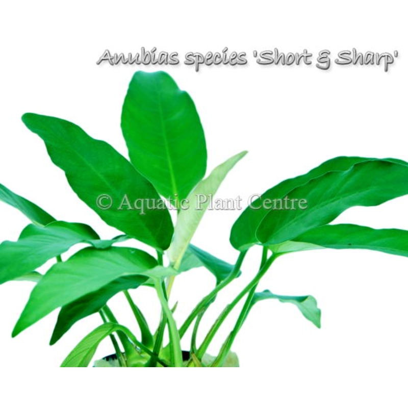 Anubias sp. ‘Short and Sharp’ Regular