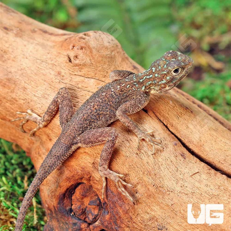 Baby Red Headed Agamas (Agama agama) For Sale