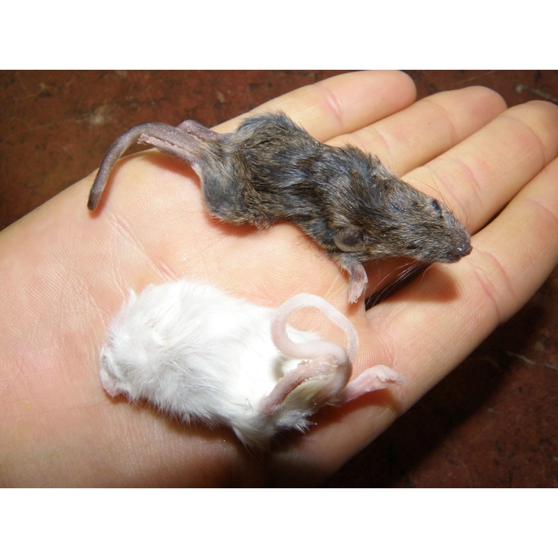 Bulk Frozen Weaner/Small Rats (100)