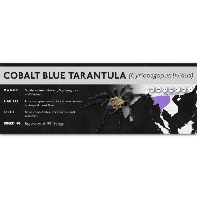 Cobalt Blue Tarantula (Cyriopagopus lividus) – X Label Regular Size (7″ x 2.5″) Laminated Paper