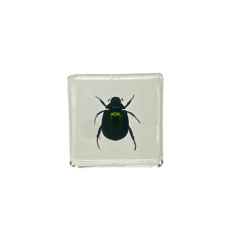 Colorful Scarab Beetle (Mimela splendens gyllenahl) – Specimen In Resin 38 x 38 x 14mm Standard