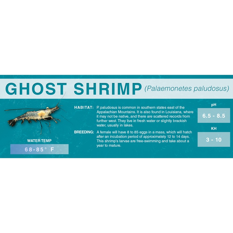 Ghost Shrimp (Palaemonetes paludosus) – Classic Aquarium Label Standard Size (7″x 2.5″)