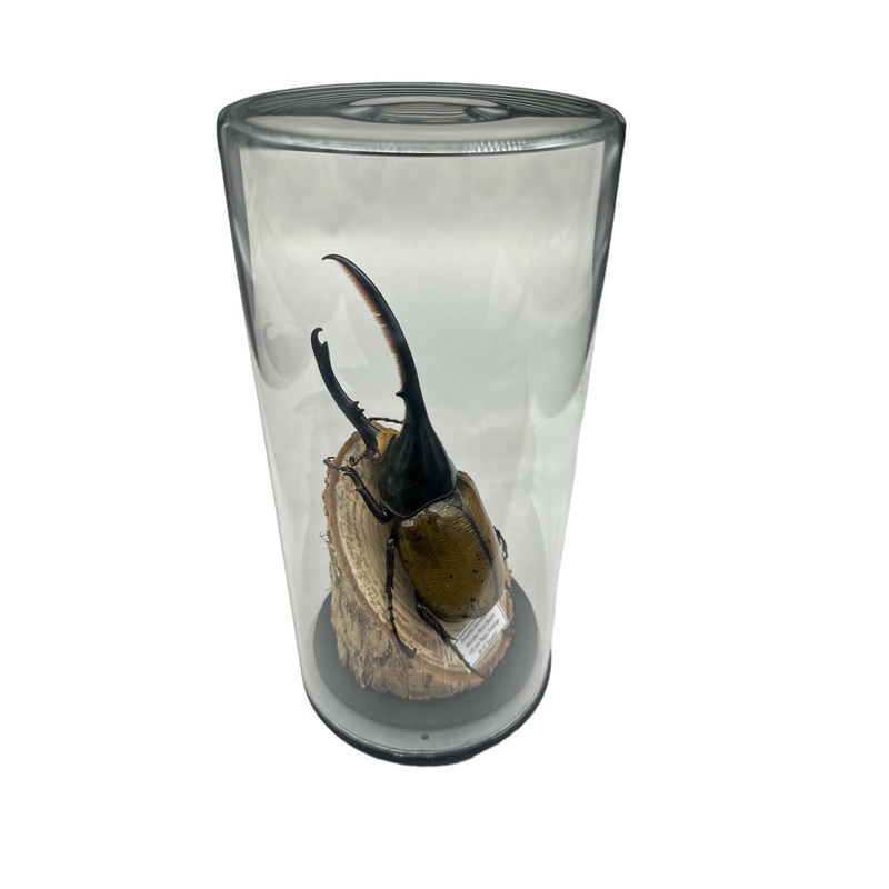 Hercules Beetle (Dynastes hercules) – Glass Dome – Large