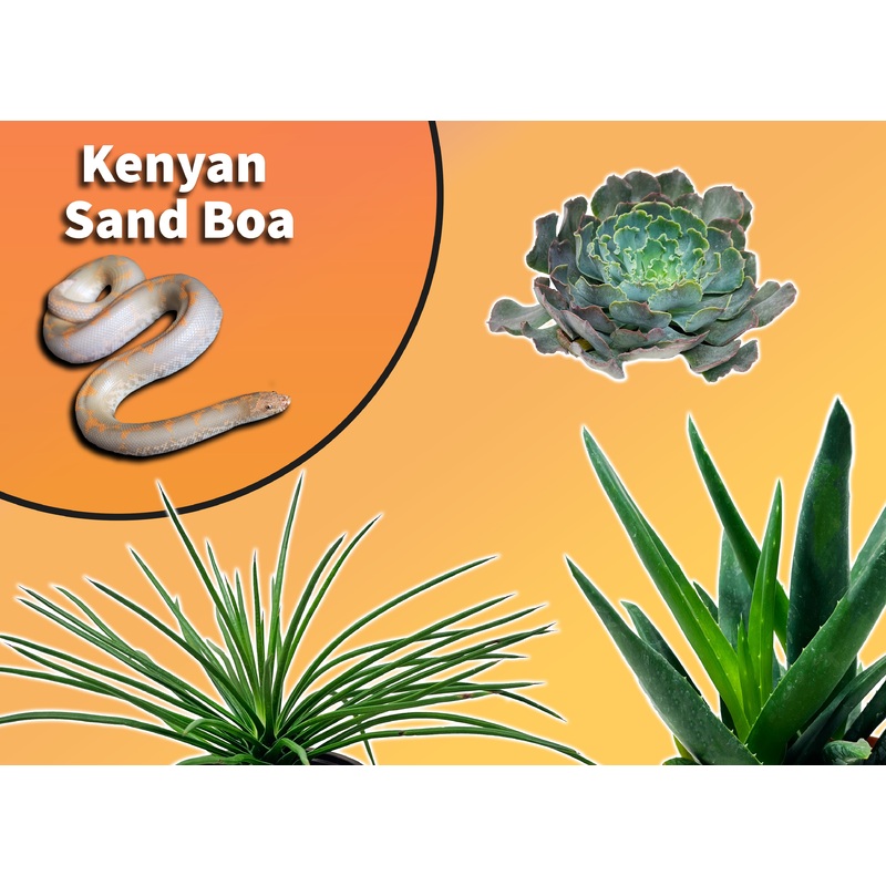 Kenyan Sand Boa Starter Plant Pack