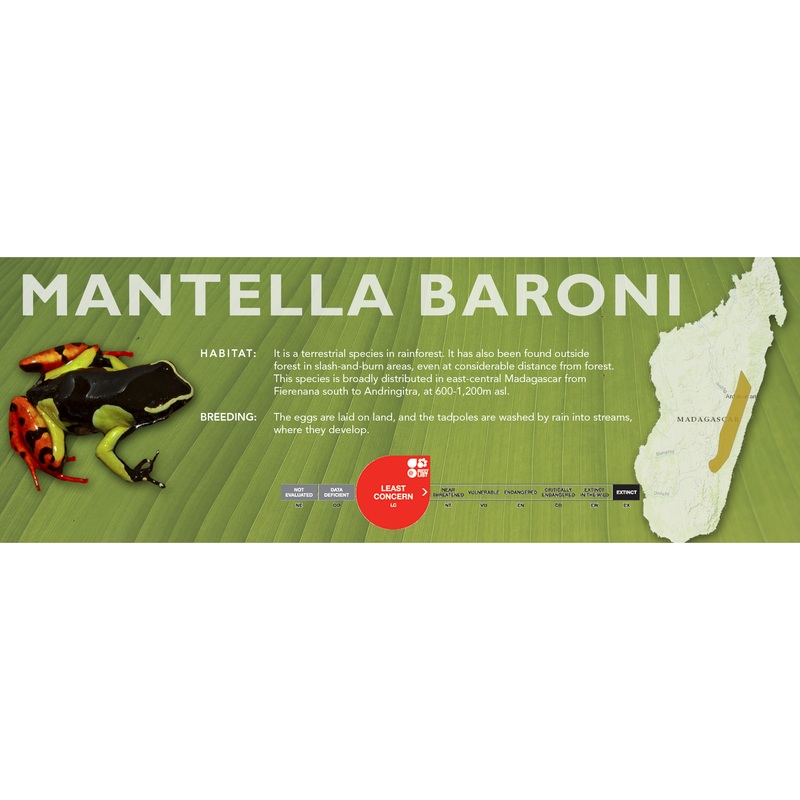 Mantella baroni – Classic Vivarium Label