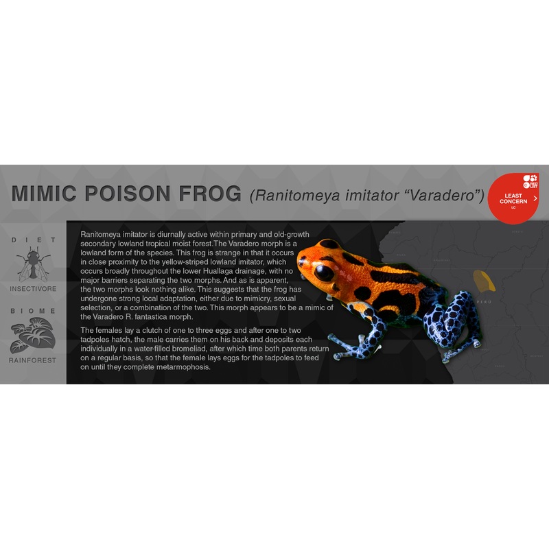 Mimic Poison Frog (Ranitomeya imitator) – Black Series Vivarium Label Varadero Black