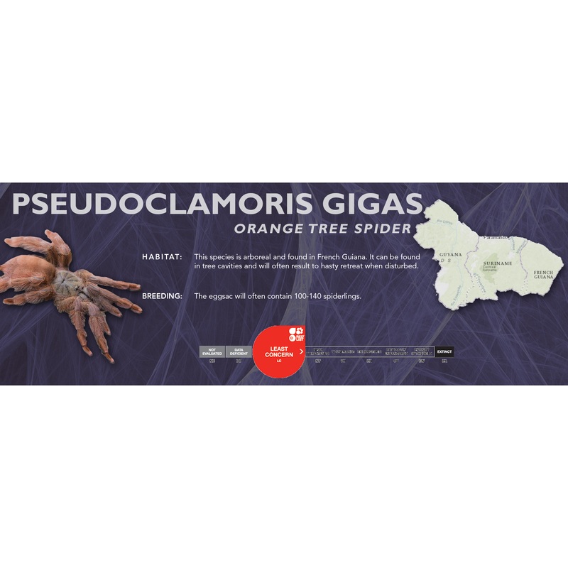 Orange Tree Spider (Pseudoclamoris gigas) – Classic Vivarium Label