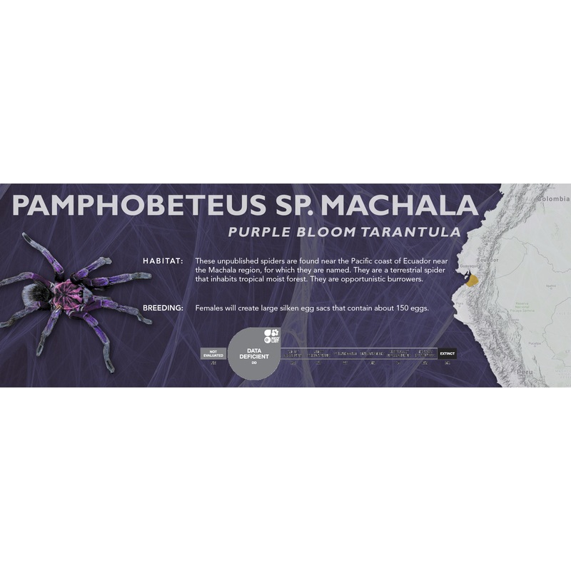 Purple Bloom Tarantula (Pamphobeteus sp. machala) – Classic Vivarium Label
