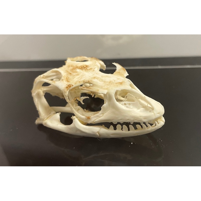 Savannah Monitor Skull