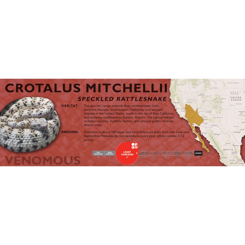 Speckled Rattlesnake (Crotalus mitchellii) Classic Vivarium Label Original