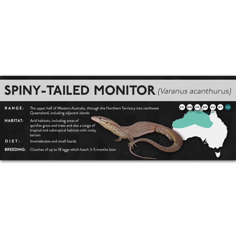 Spiny-Tailed Monitor (Varanus acanthurus) – X Label Laminated Paper