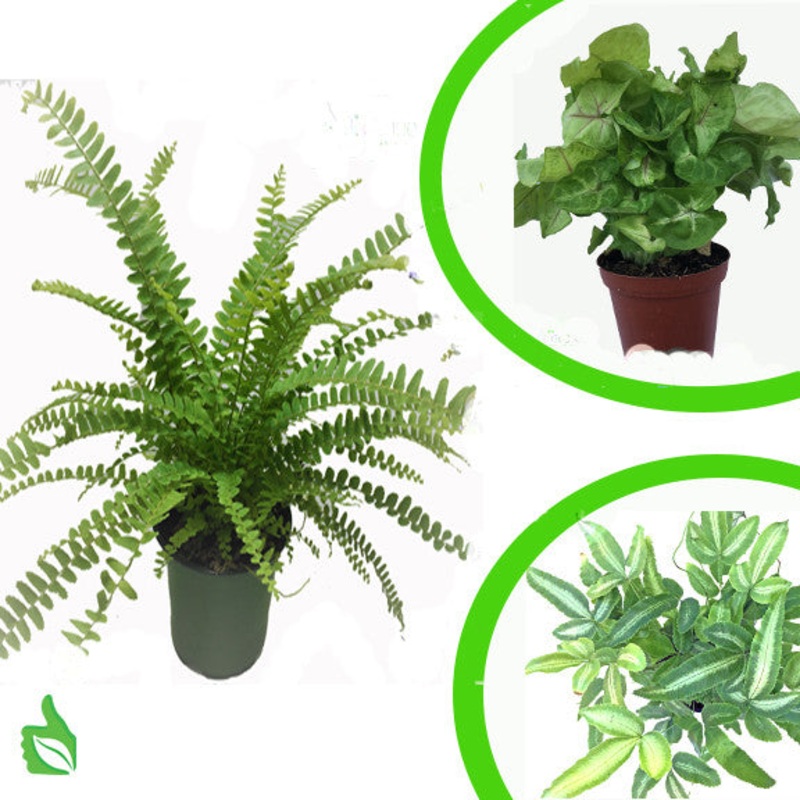 Terra Firma Basic Plant Kit 20 gallon