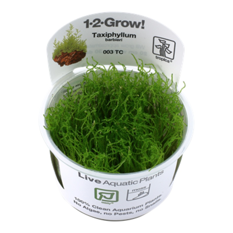Tropica Taxiphyllum barbieri Bogor Moss 1-2-Grow
