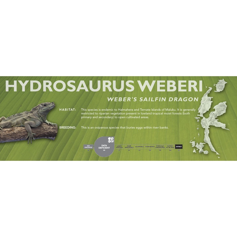 Weber’s Sailfin Dragon (Hydrosaurus weberi) Classic Vivarium Label