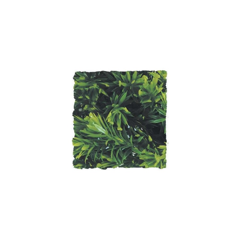 ZM Borneo Star Large BU-37