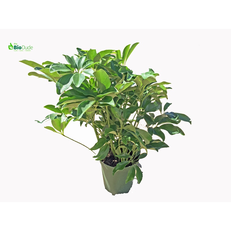 8″ Pot Schefflera Tree