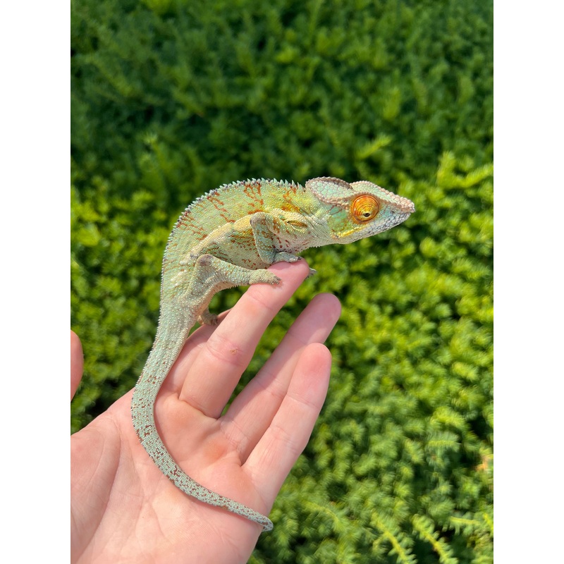 Adult Ambanja Panther Chameleon (Male 2)
