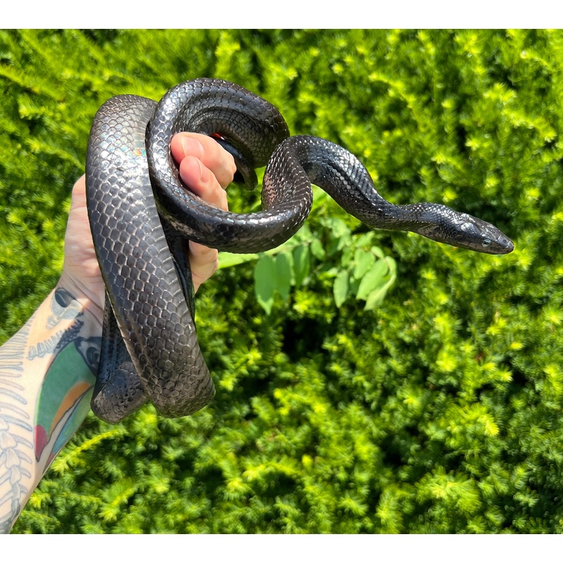 Adult Black Jansens Ratsnake (Male)