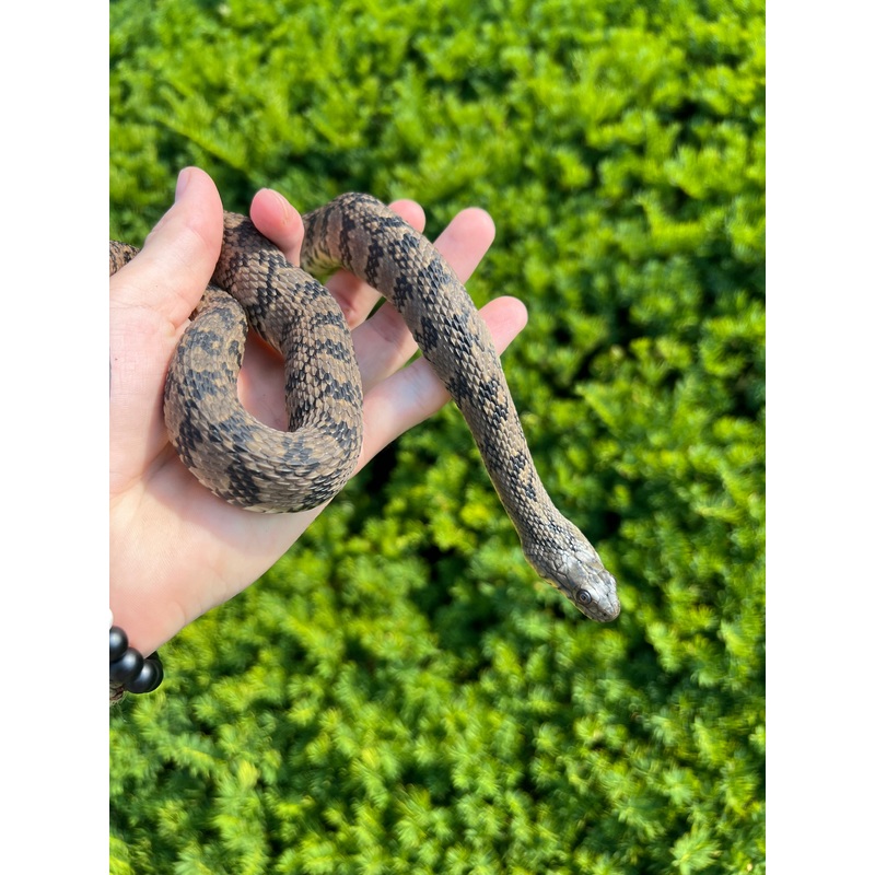 Adult Diamondback Water Snake (Female)