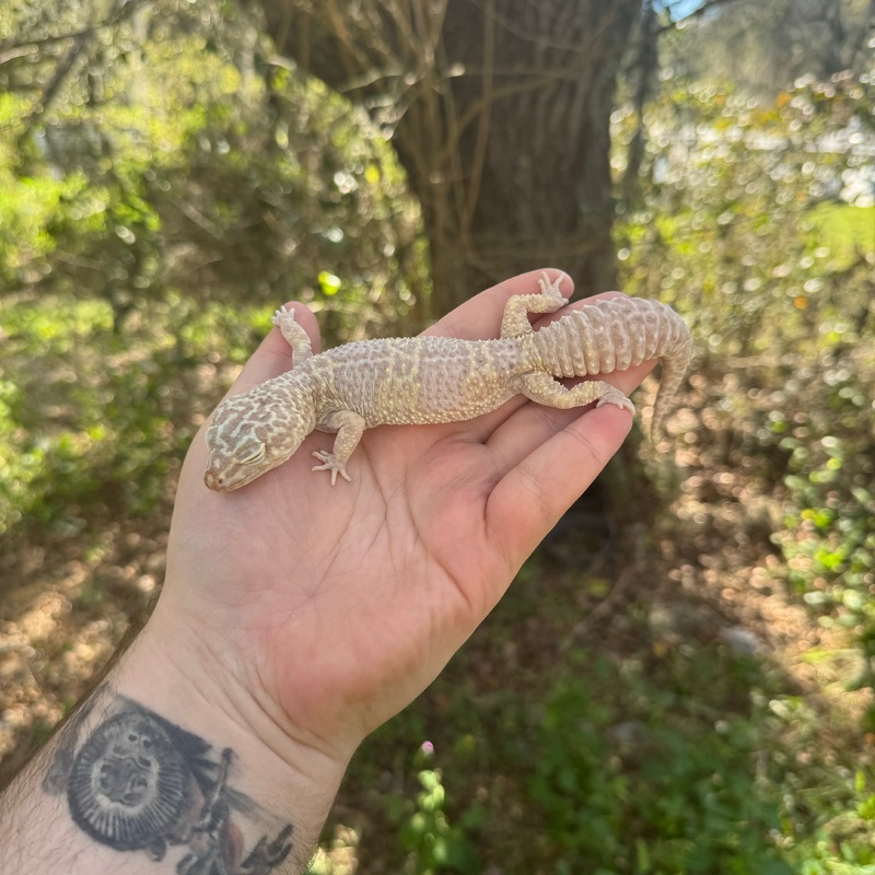 Albino Leopard Gecko Adult Male