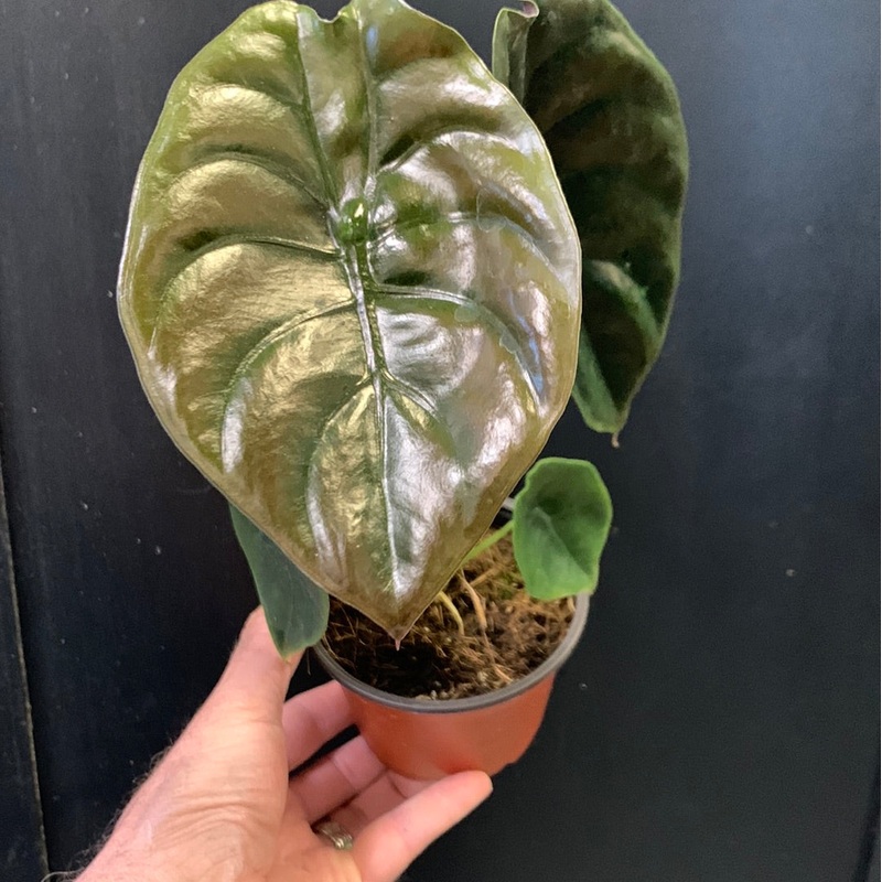 Alocasia cuprea Red Secret 4″ Pot