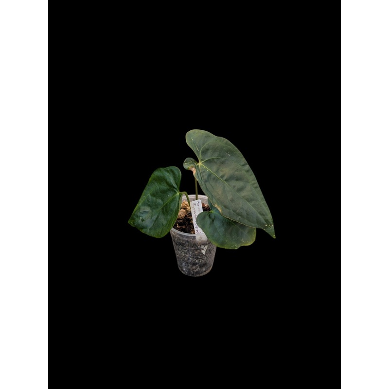 Anthurium crystallinum x nigrolaminum ‘Gigi’