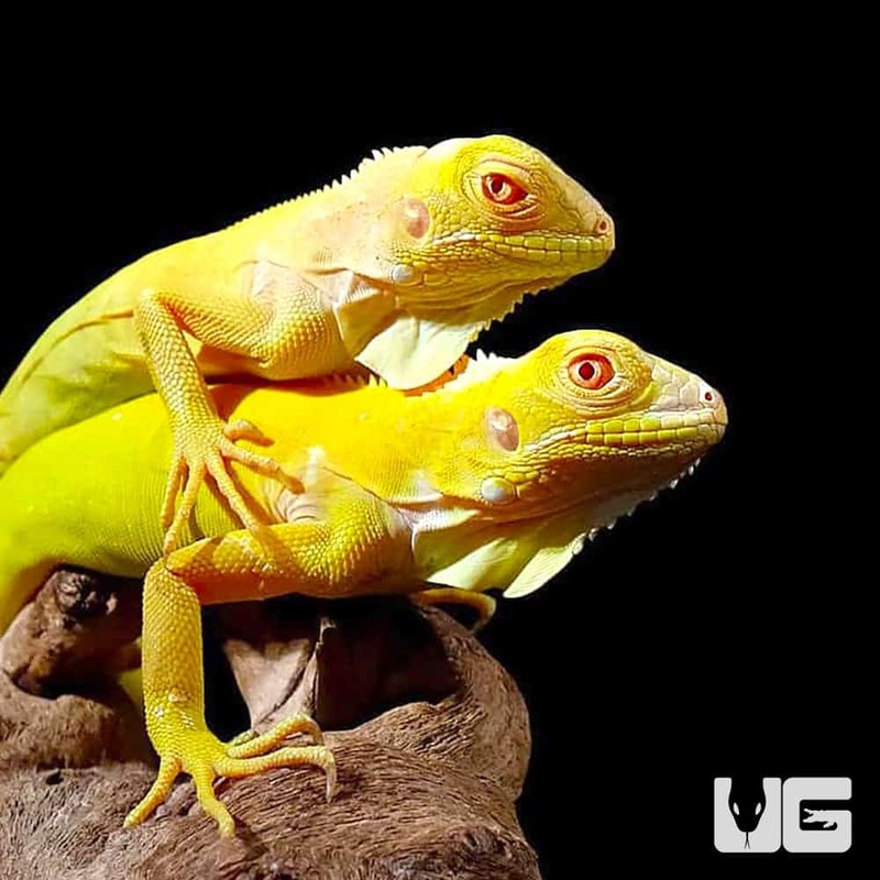 Baby Albino Iguana For Sale