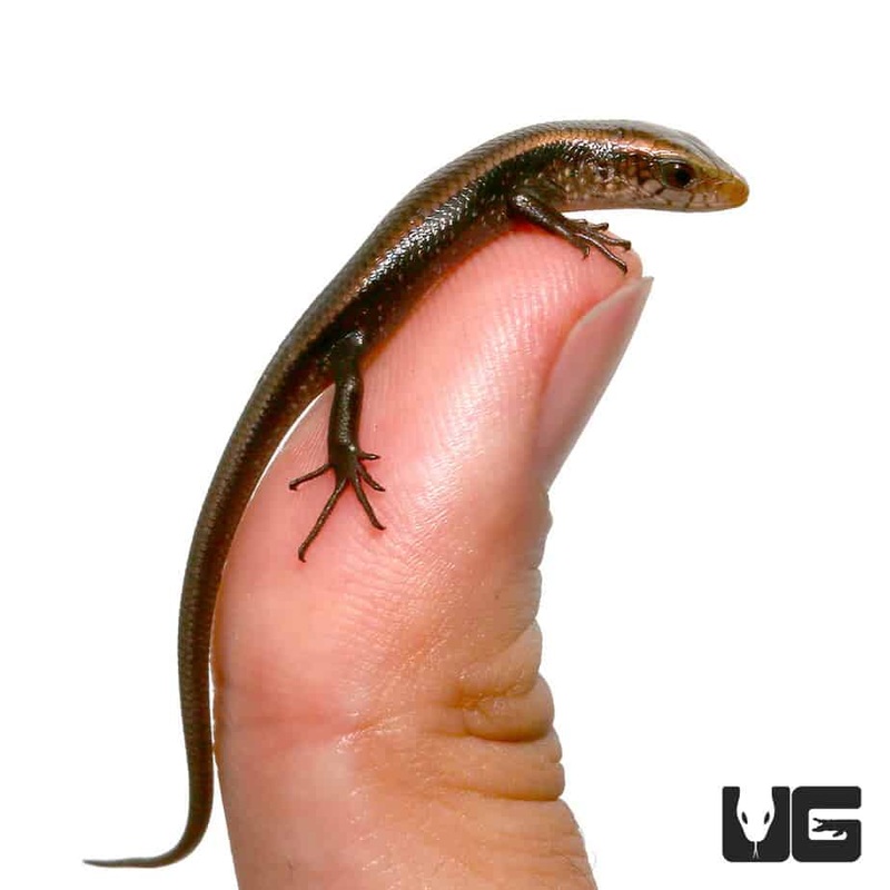 Baby Sun Skinks For Sale