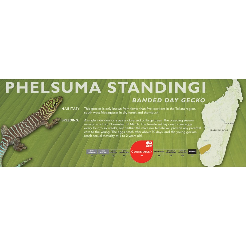 Banded Gecko (Phelsuma standingi) Classic Vivarium Label