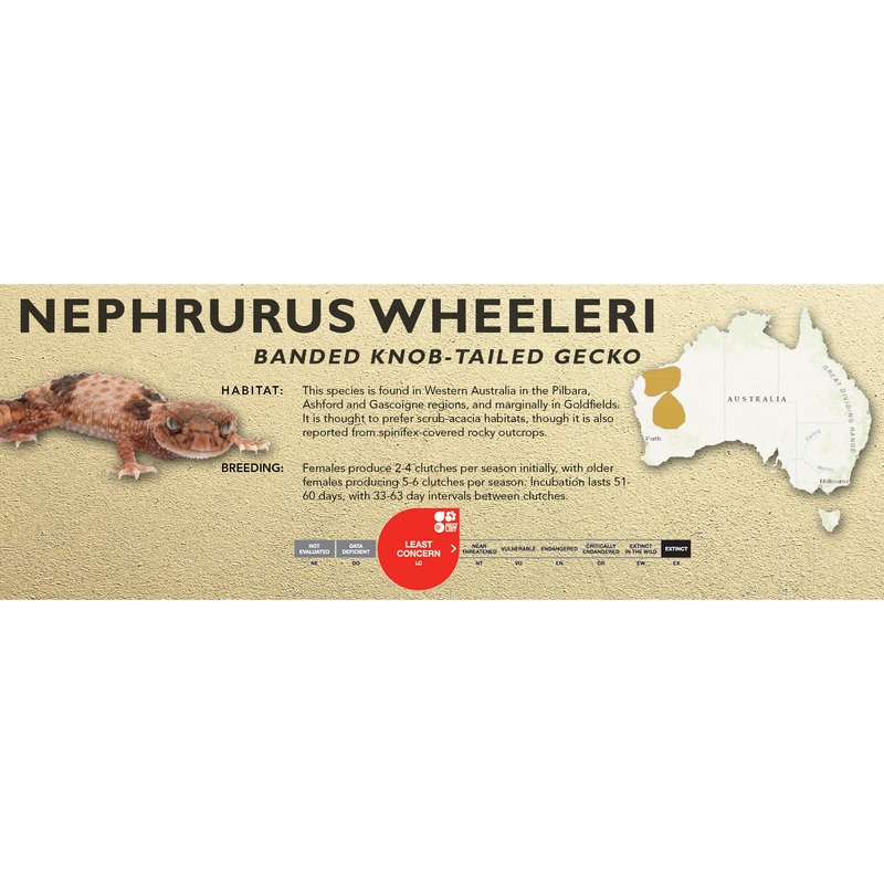 Banded Knob-Tailed Gecko (Nephrurus wheeleri) Classic Vivarium Label None