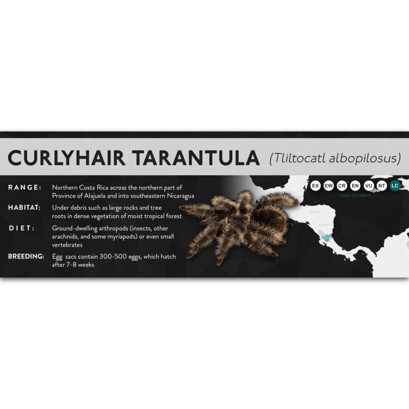 Curlyhair Tarantula (Tliltocatl albopilosus) – X Label Regular Size (7″ x 2.5″) Laminated Paper